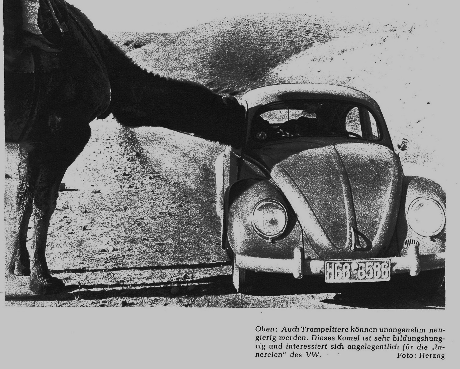 (D_GBz_50-56)-Hessen_H_68-6586_(w-b)_Beetle-vbKS