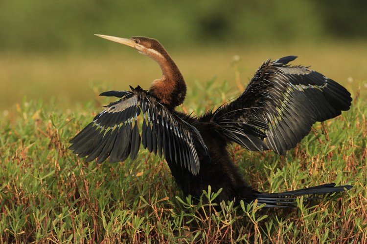 Anhingas (Suliformes - Anhingides) | Non_Pass | Private Collection