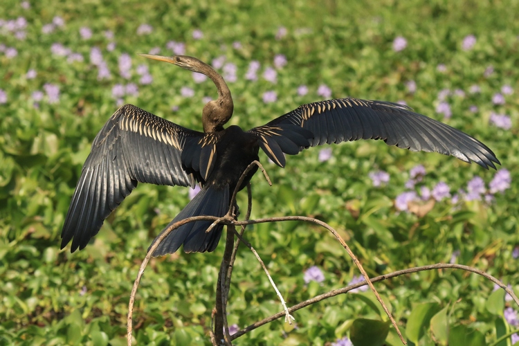 Anhingas (Suliformes - Anhingides) | Non_Pass | Private Collection