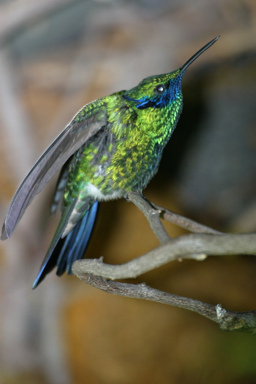 Colibris Brilliants (Caprimulgiformes - Troch | Non_Pass | Private ...