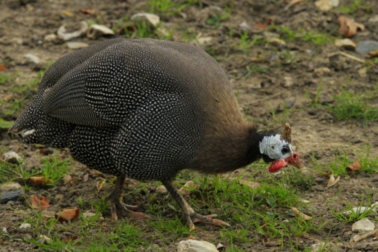 Pintades (Galliformes - Numidides) | Non_Pass | Private Collection