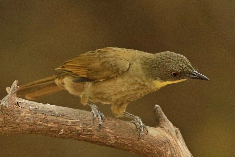 Bulbuls (Passeriformes - Pycnonotides) | Pass | Private Collection