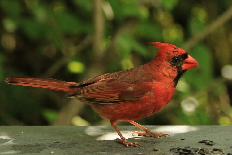 Cardinaux (Passeriformes - Cardinalides) | Pass | Private Collection